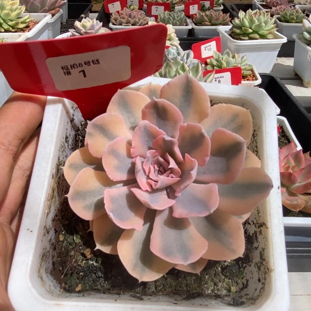 1号利比里亚锦多肉