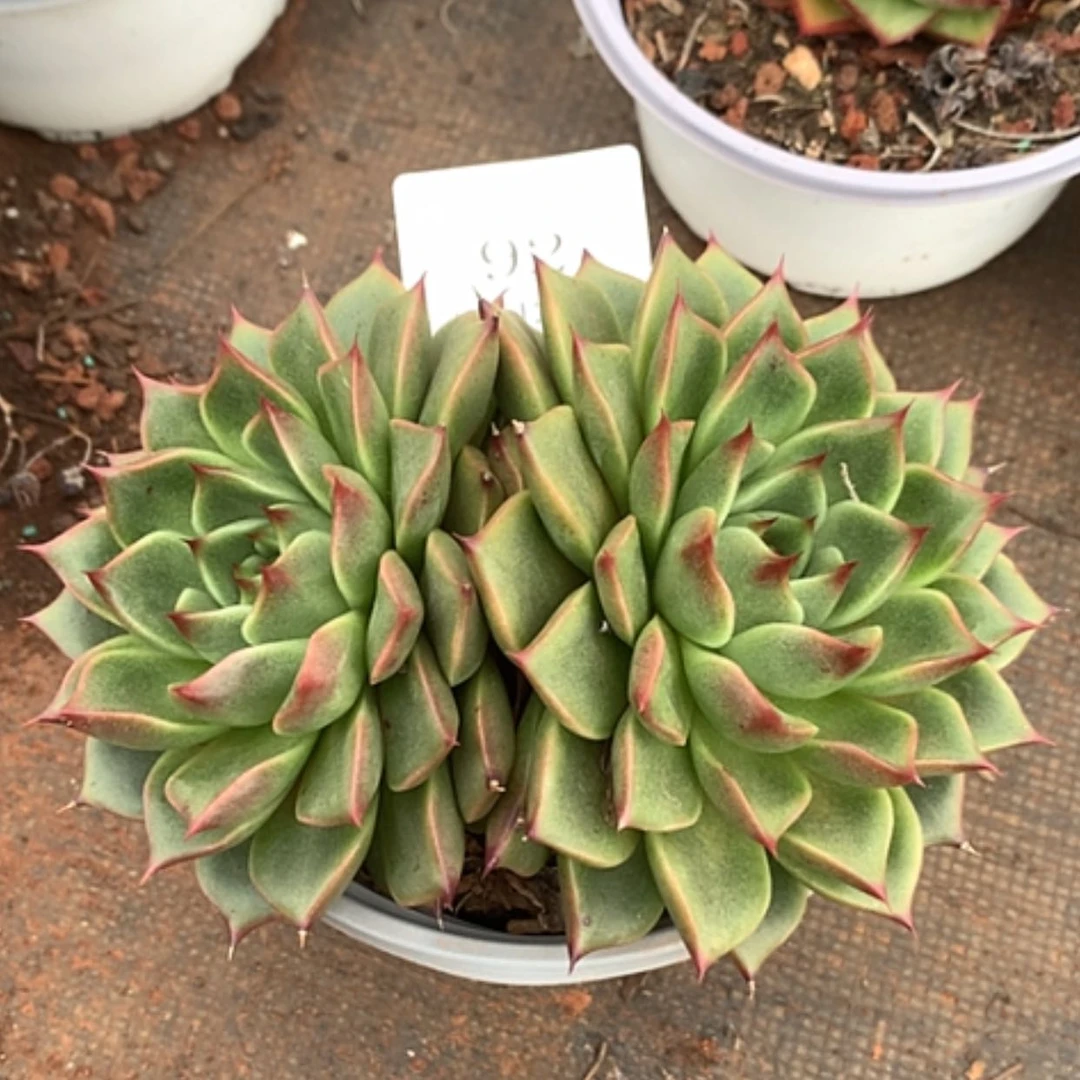 【闪购商品】云92号