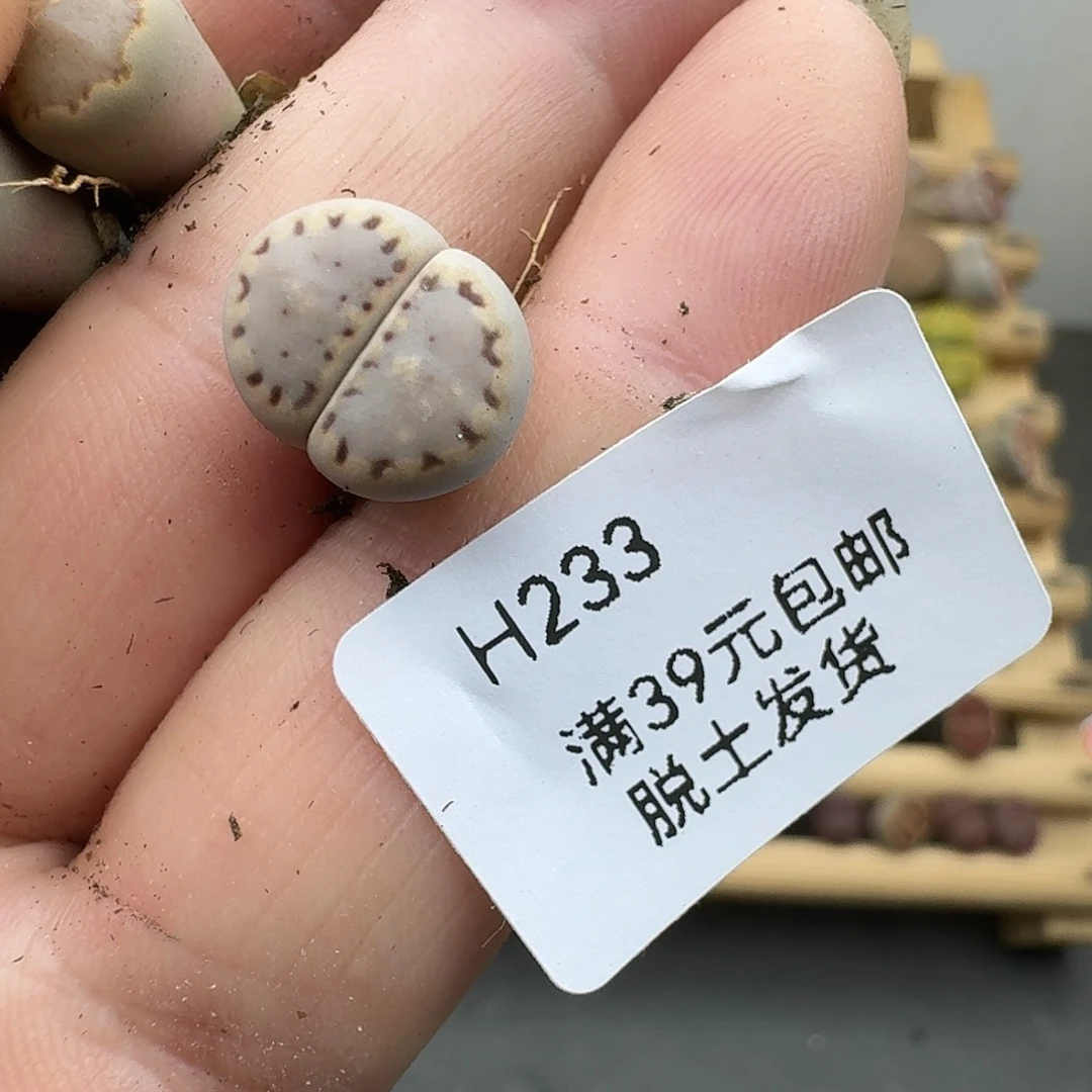 *****233多肉哈哈哈哈哈哈哈