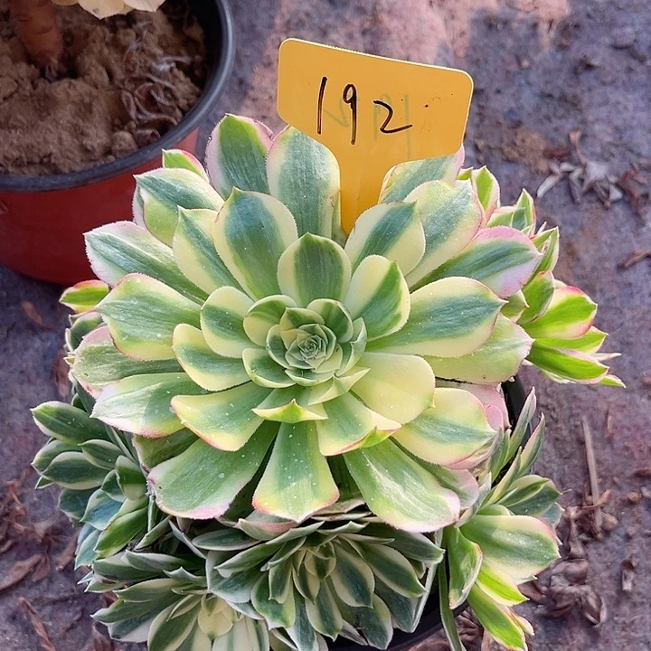 192一颗海王法师多肉