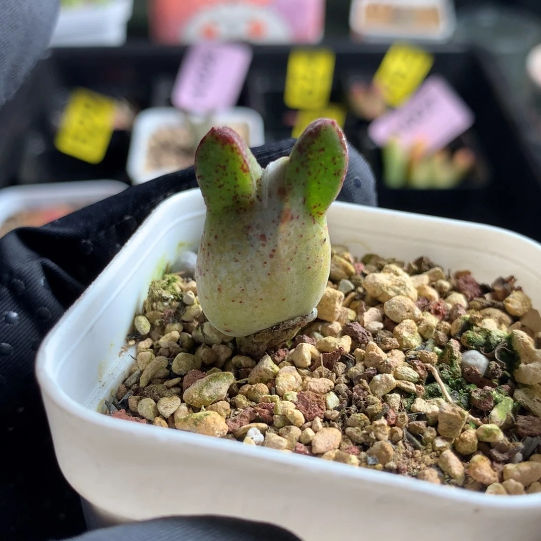 177皮卡丘杂交猪蹄