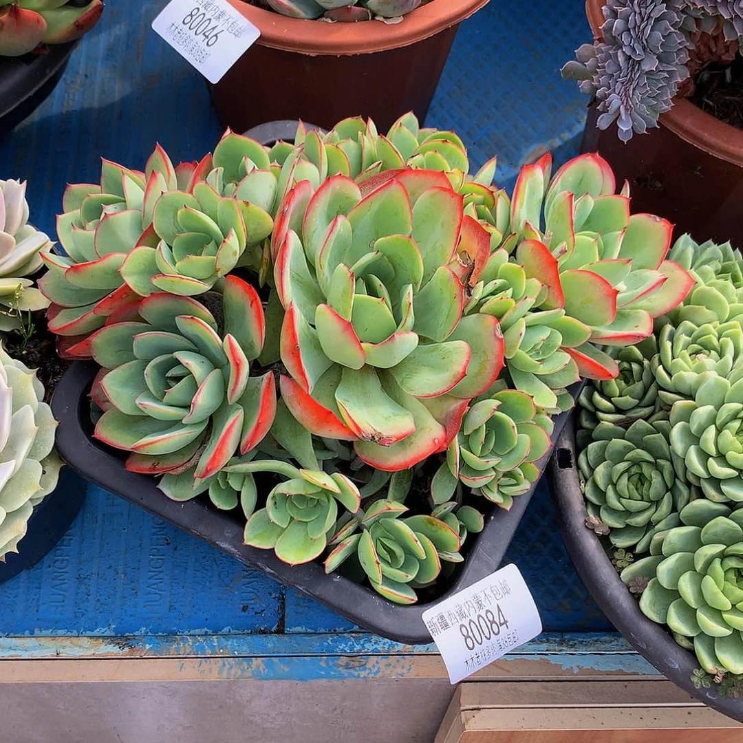 书*  牡丹亭80084