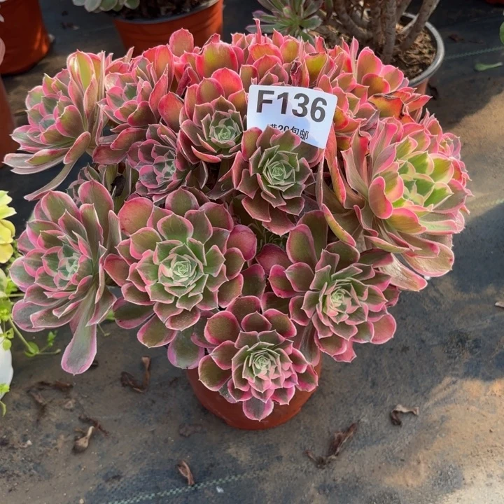 瑞妈，，。。。。。136皇后，