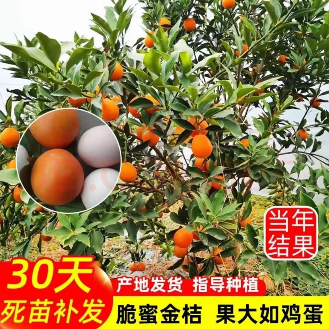 融安脆蜜金柑苗金桔树树苗三代脆蜜带果耐寒橘子树苗嫁接当年结果