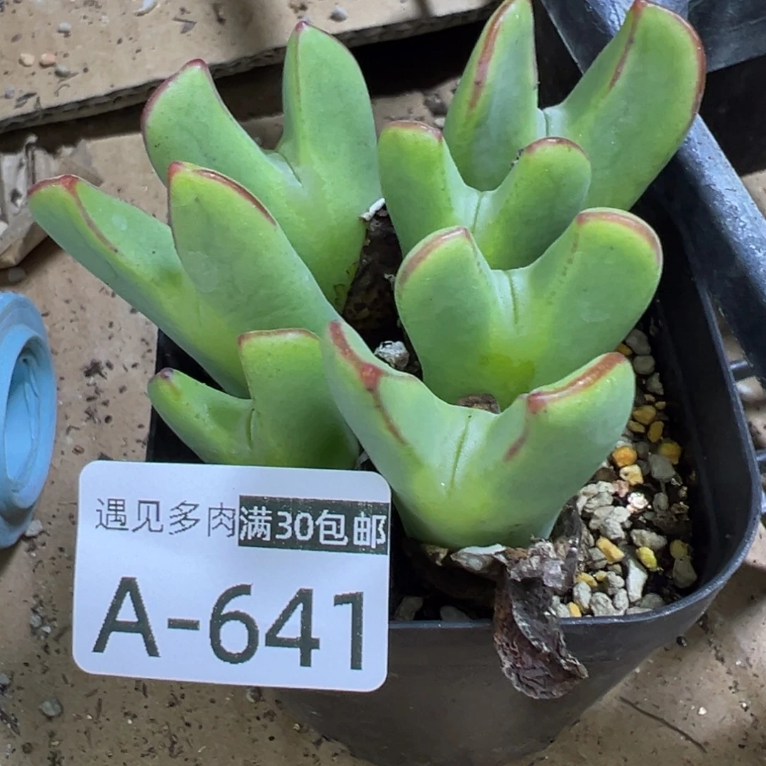多肉植物11111111111111