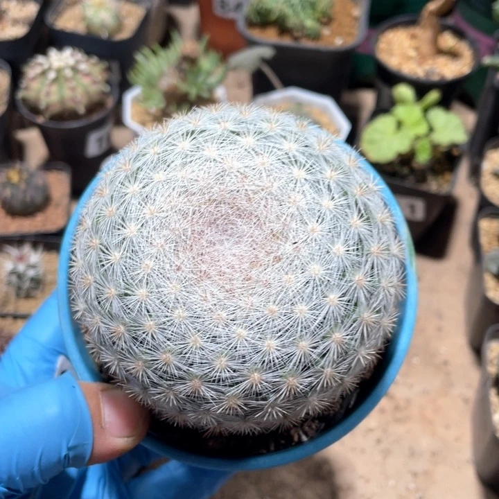 202实生大单头满月