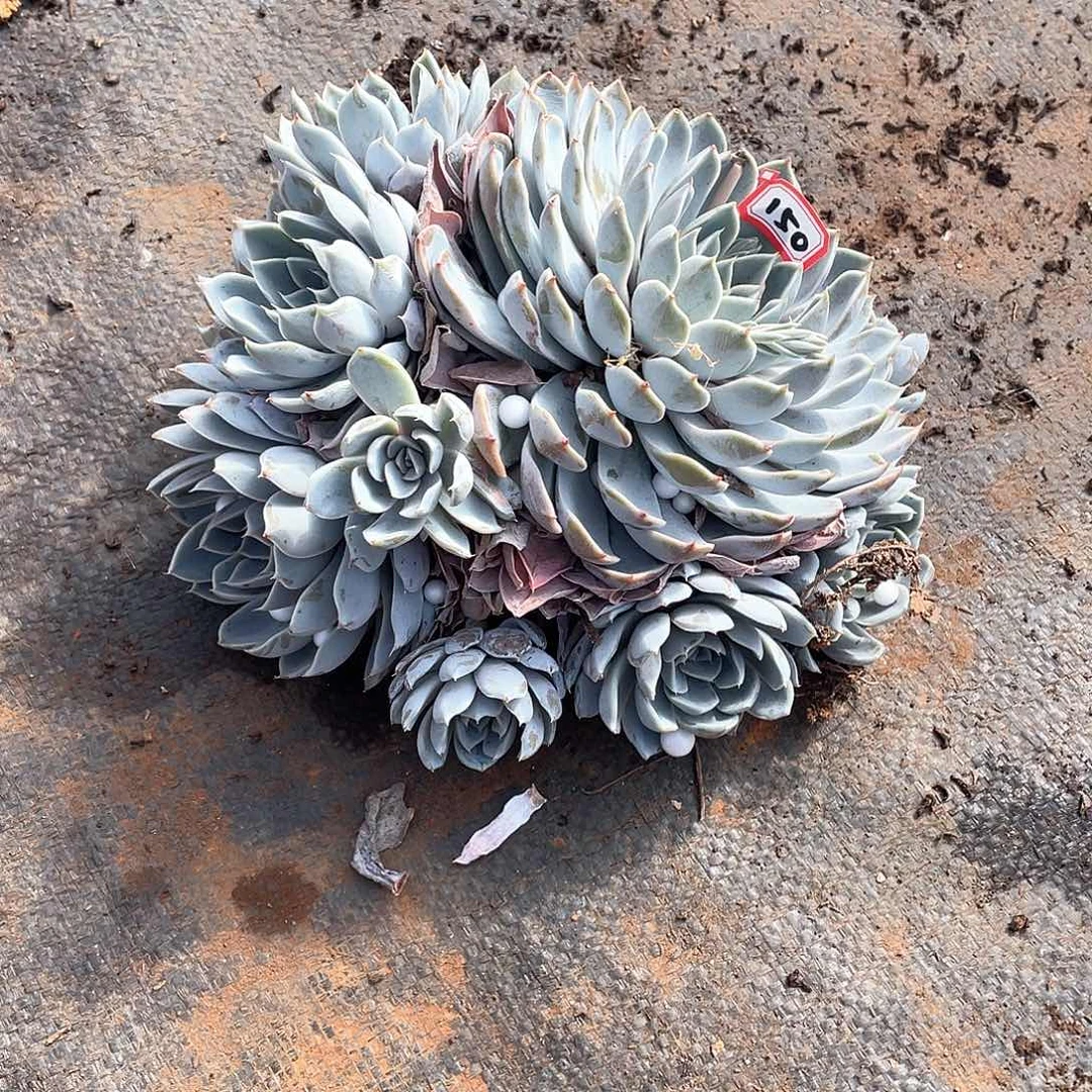 150雪兔 一物一拍多肉