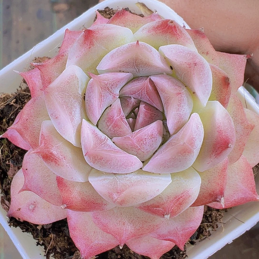 单头颜如玉19包邮