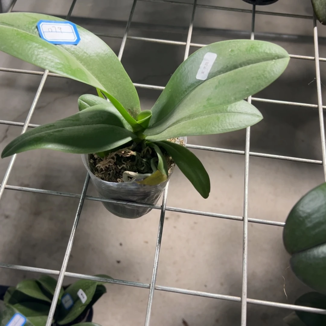 当前无花栽培后可以开花079紫水晶破损苗不售后请凑单