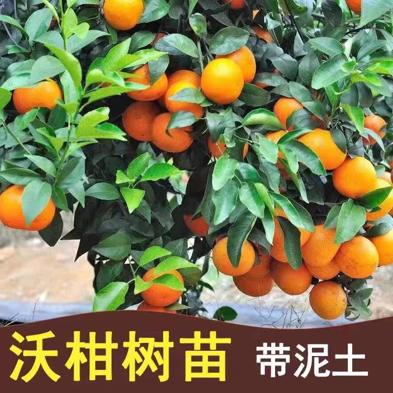 云南沃柑树苗南北方种植无核籽桔橘子盆栽地栽嫁接苗阳台庭院种植