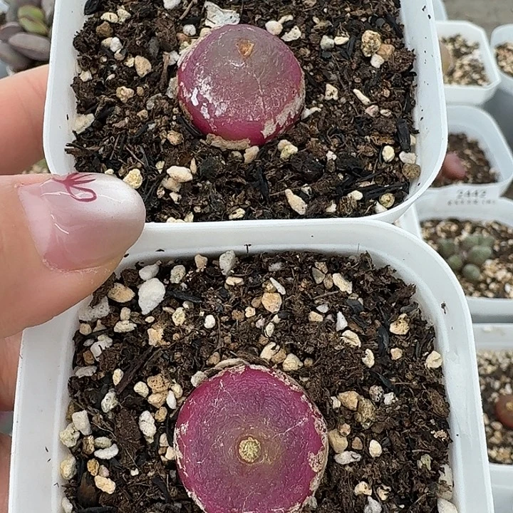 老马生石花2.2灯泡2449