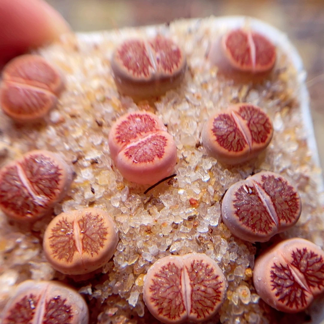 463号带盆包邮发货