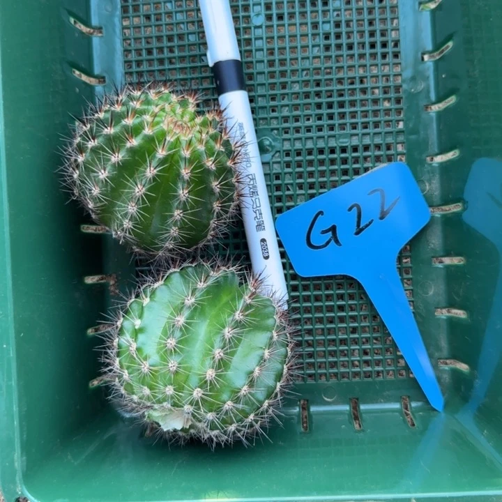 G22侧芽三公分左右