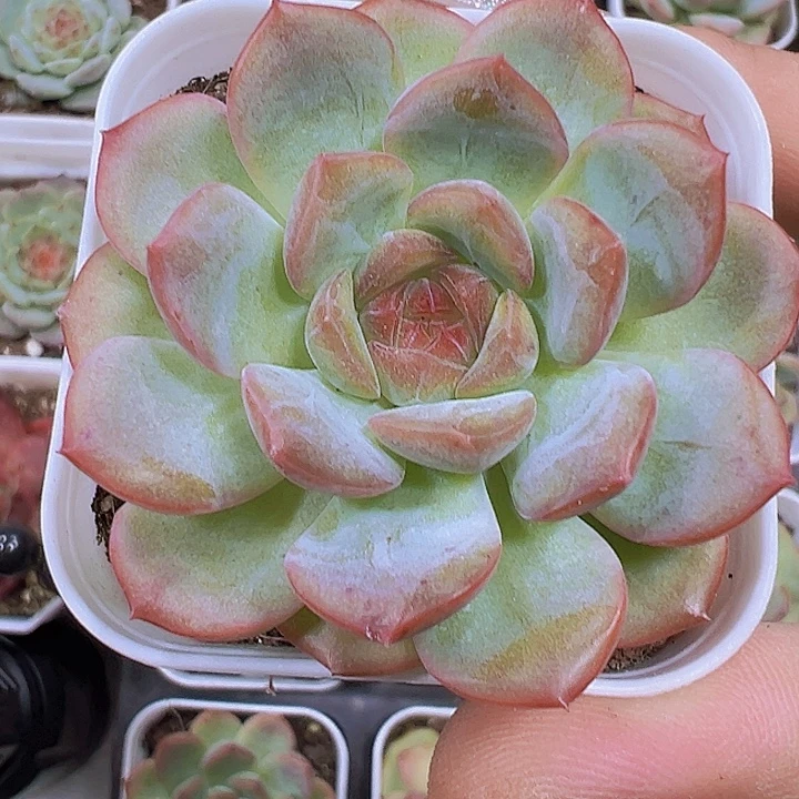 琴心19包邮多肉植物