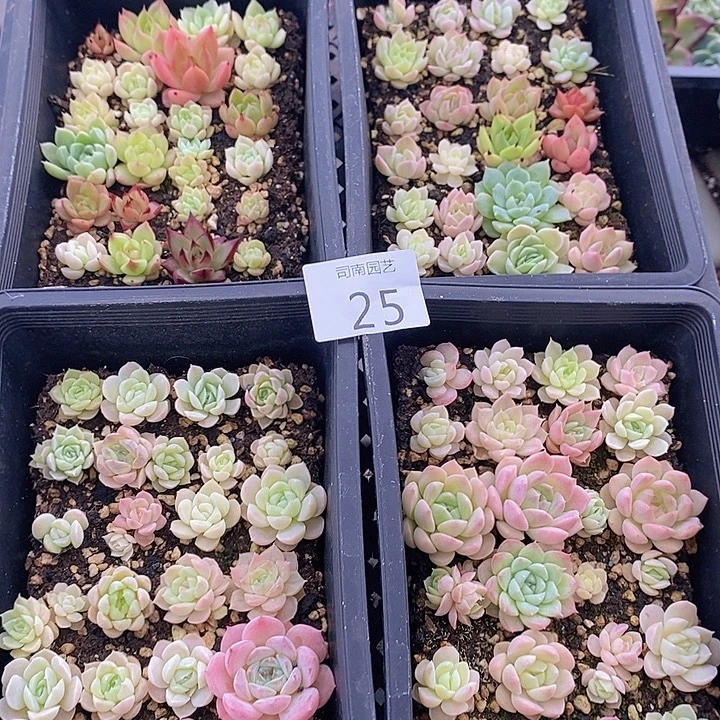 25 多肉植物盆栽花卉