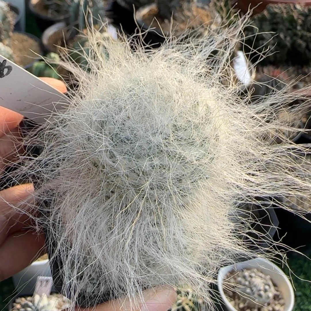 008脱土发 仙人球