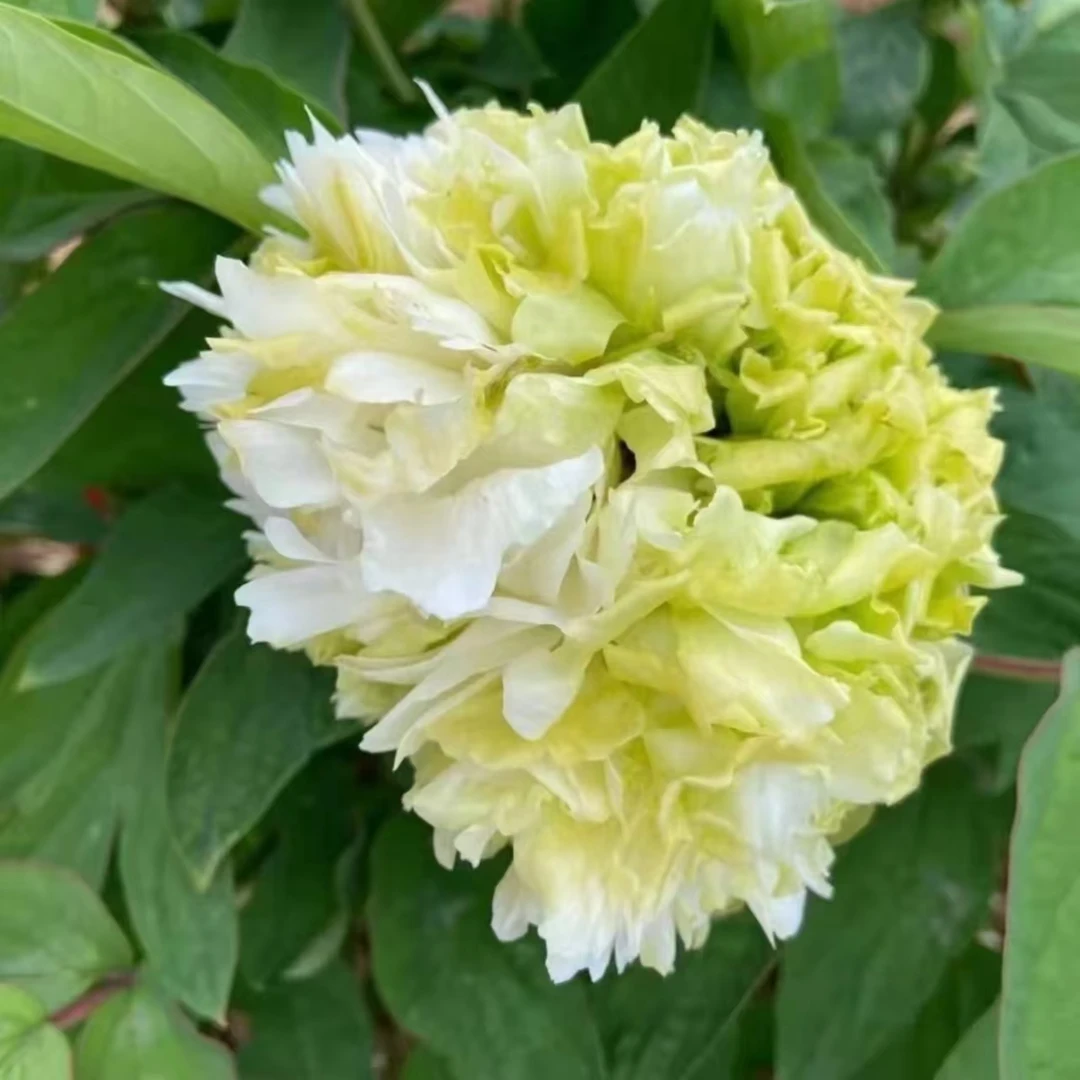 【绿幕隐玉牡丹】绿色系盆栽牡丹原盆原土春节开花带盆发货