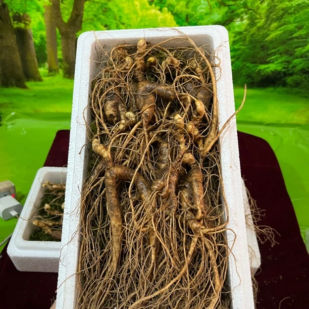 长白山新鲜林下参250克12支微残参