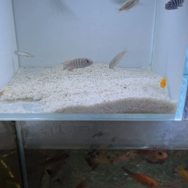 海水鱼三湖慈鲷，热带淡水鱼