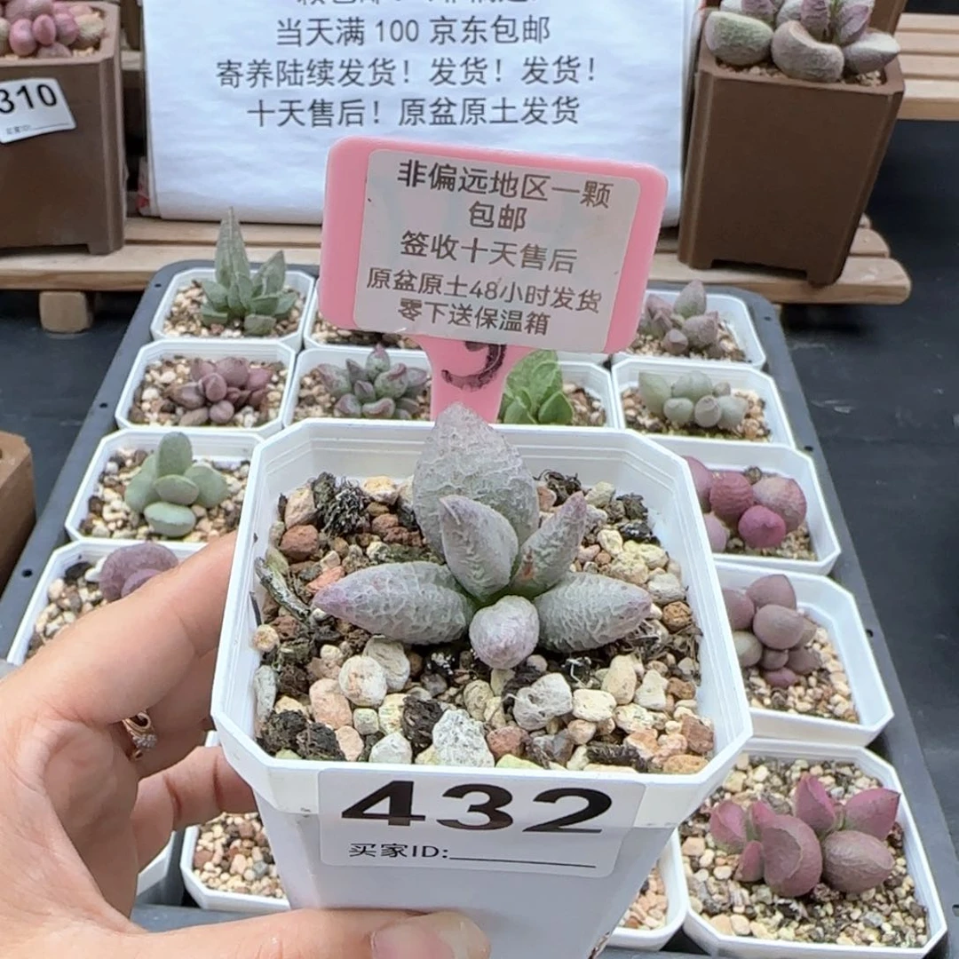 432融化纹冰淇淋多肉植物