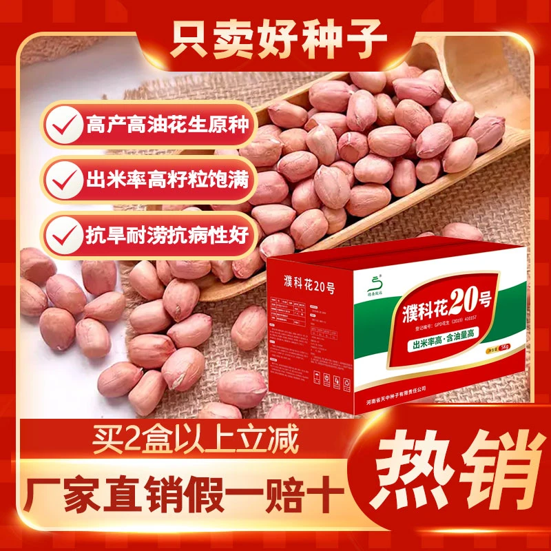 【不带壳花生原种】濮科花20号 高产花生品种 含油量高 出米率高