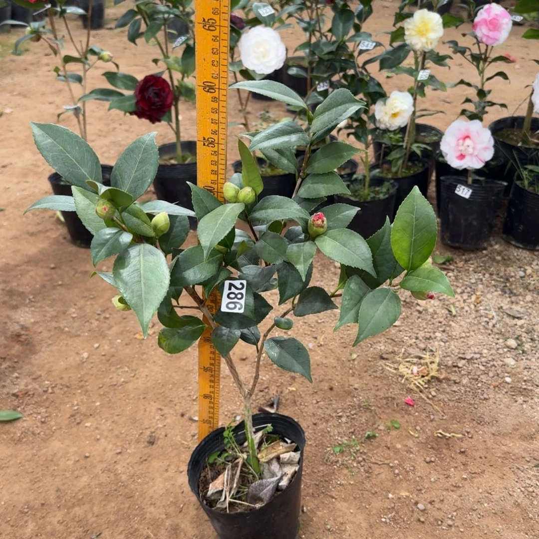 少量花朵（建议范围：2朵-5朵 或40%以下）286红干贝利