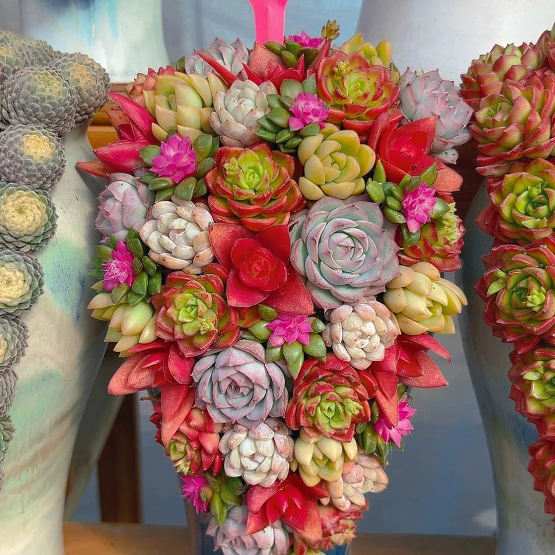 033金色年华多肉组合