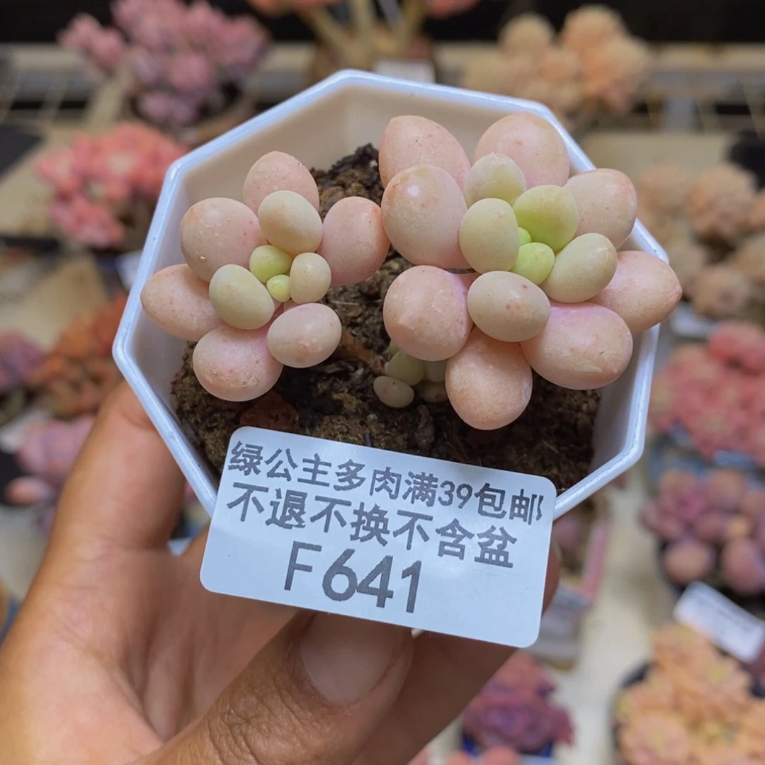 641鱼子酱多肉3cm