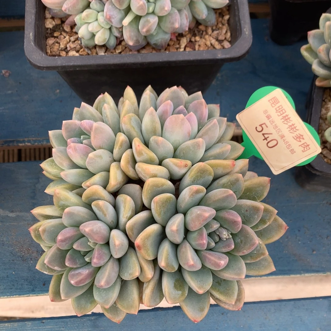 宽叶奶糖矮桩平头540