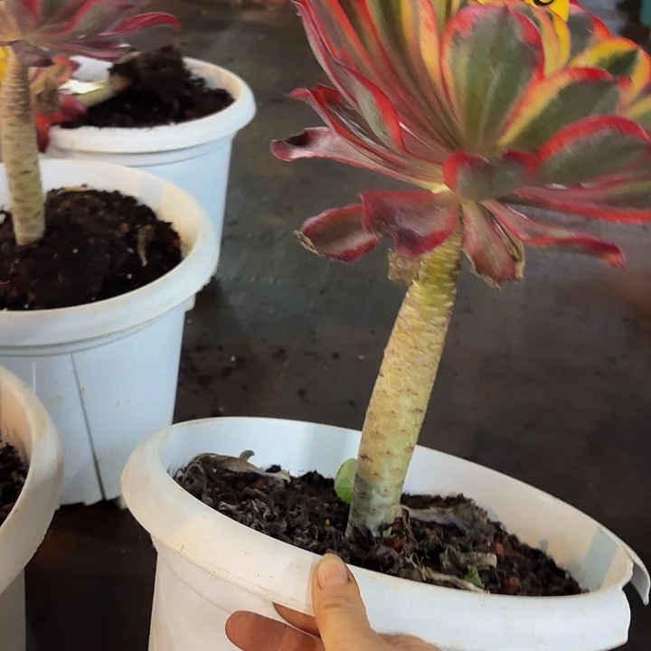 夕*多肉植物福利155