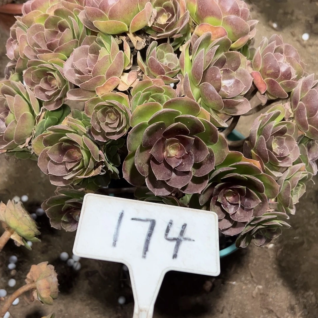 多肉植物玫瑰法师174