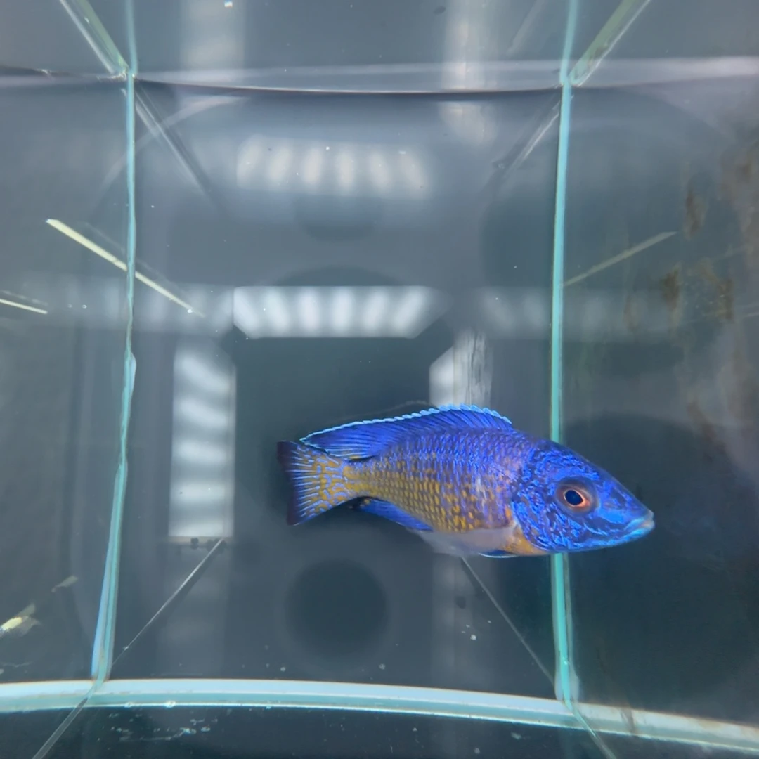 海水鱼50-红花孔雀10-11公分