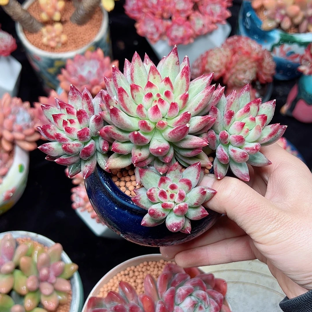 然然精品多肉老桩