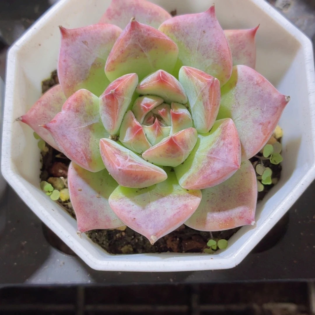 婚戒多肉9.9包邮发货