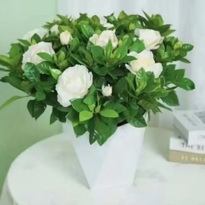 栀子花盆栽带花苞花卉室内四季开花水培浓香好养活