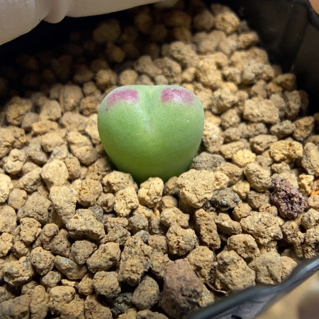 多肉植物肉锥杂交K-4960