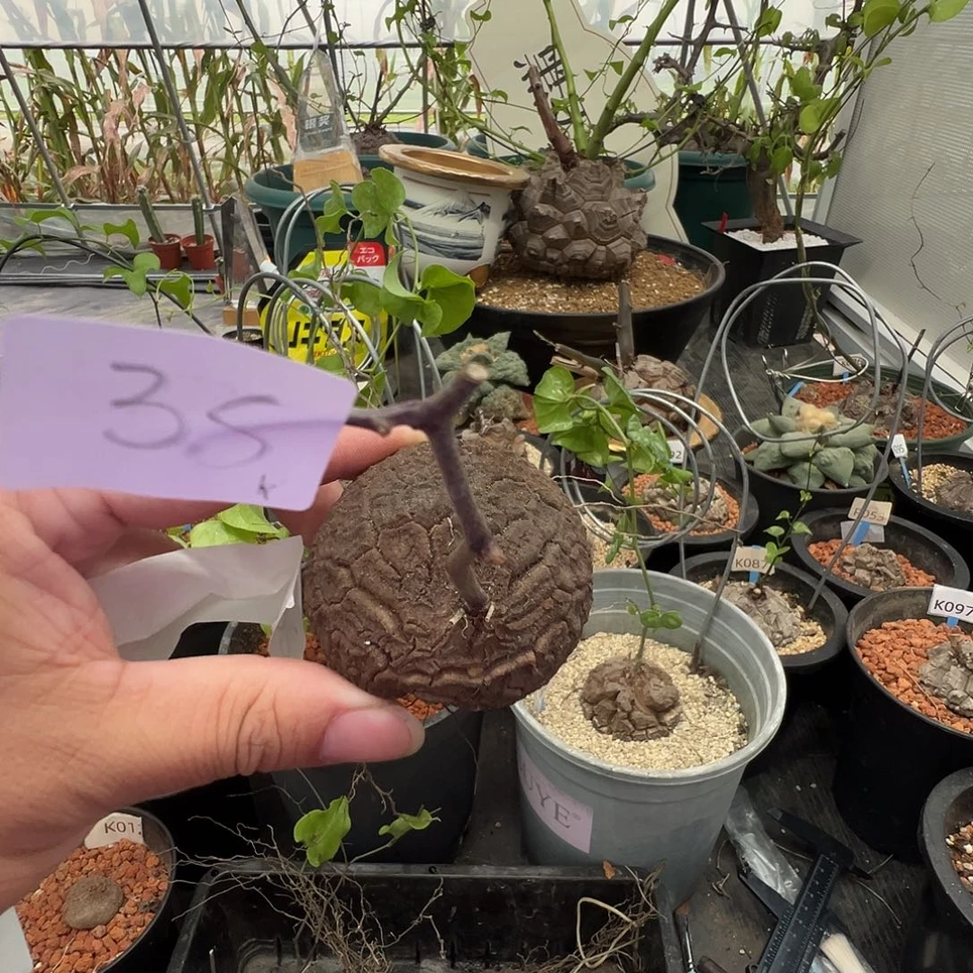 多肉植物专拍 一物一拍 南非龟甲龙，35