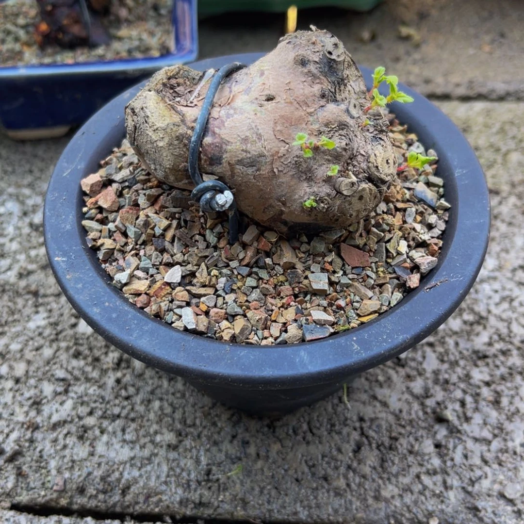 当前无花栽培后可以开花