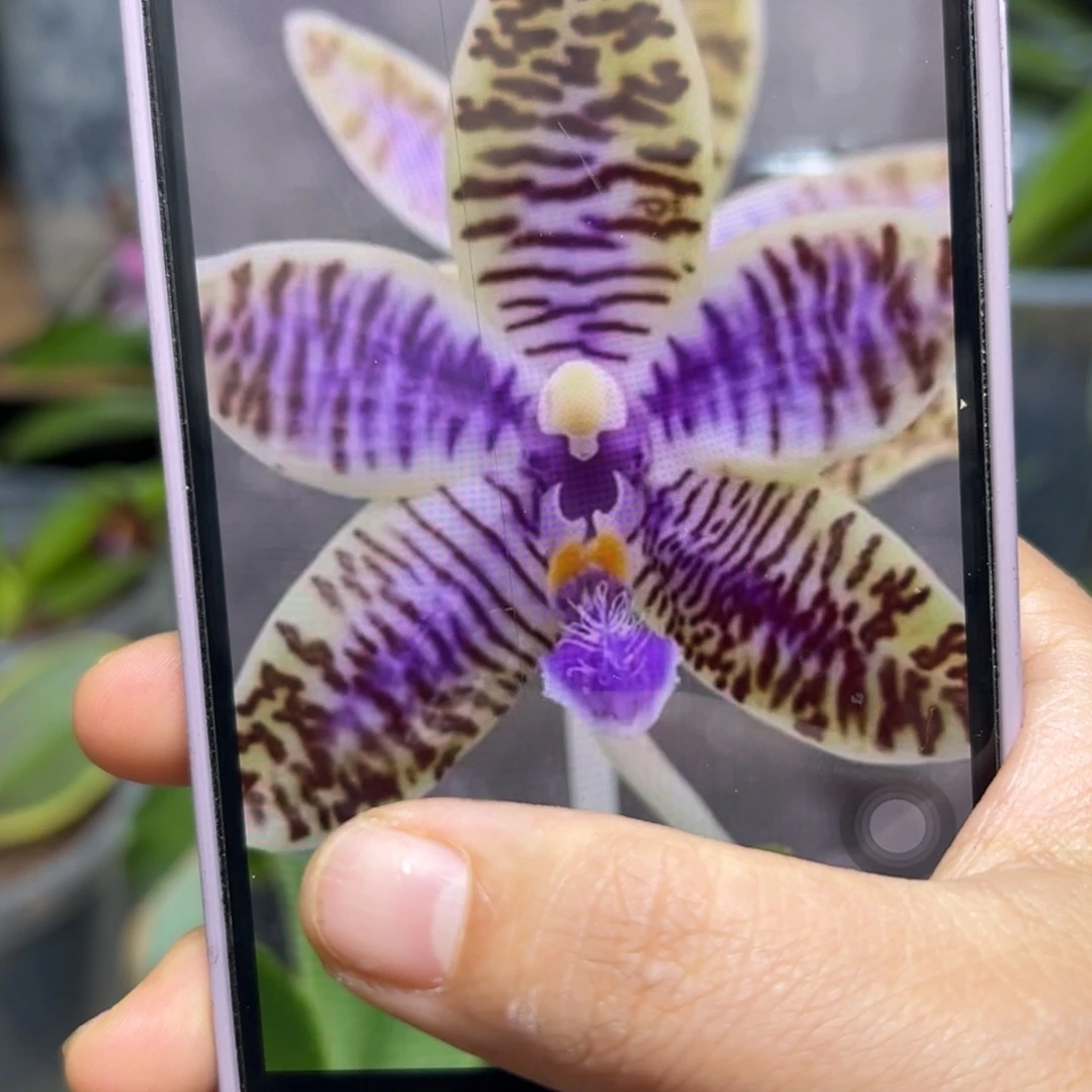 当前无花栽培后可以开花蓝路德分生