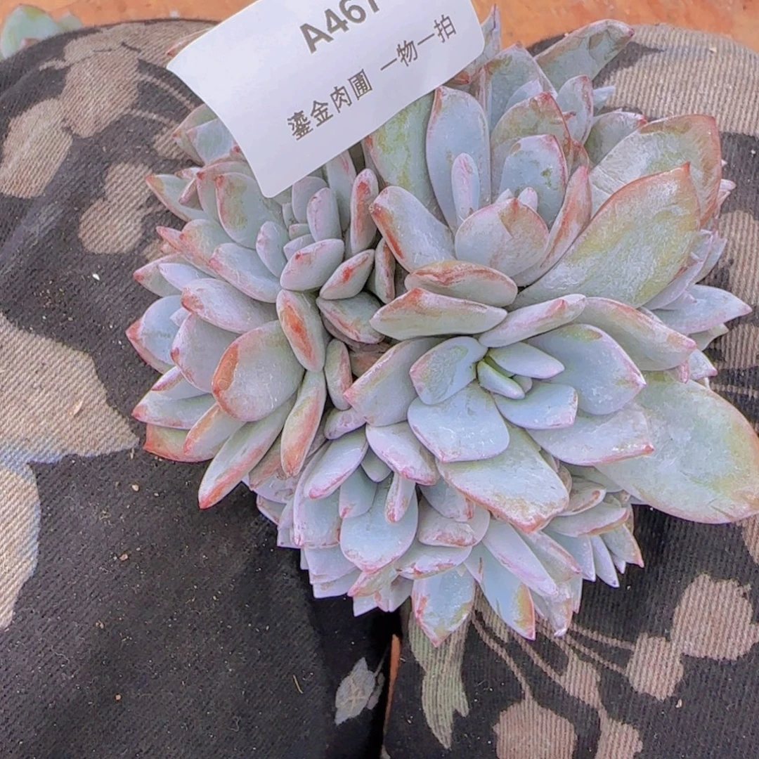 优***妈A467奶茶群生