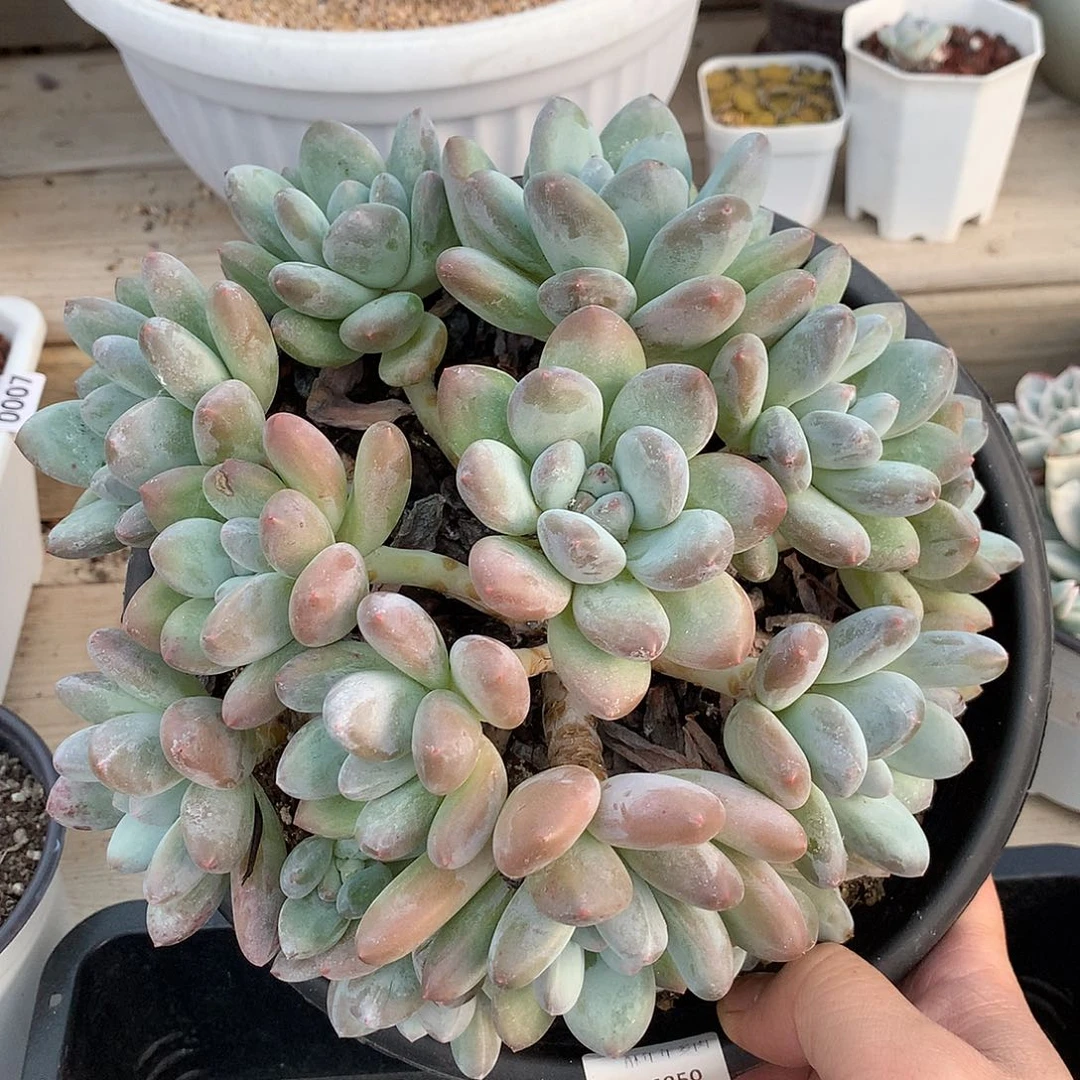 6850香水多肉一颗20厘米