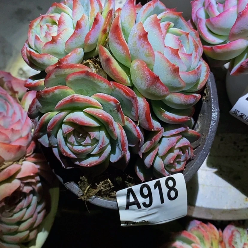 【闪购商品】?****?多肉植物