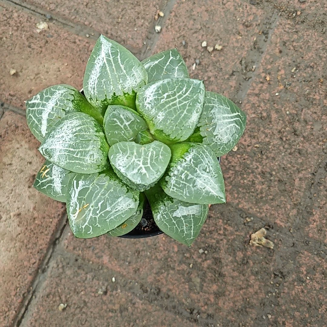 水晶克一颗多肉植物