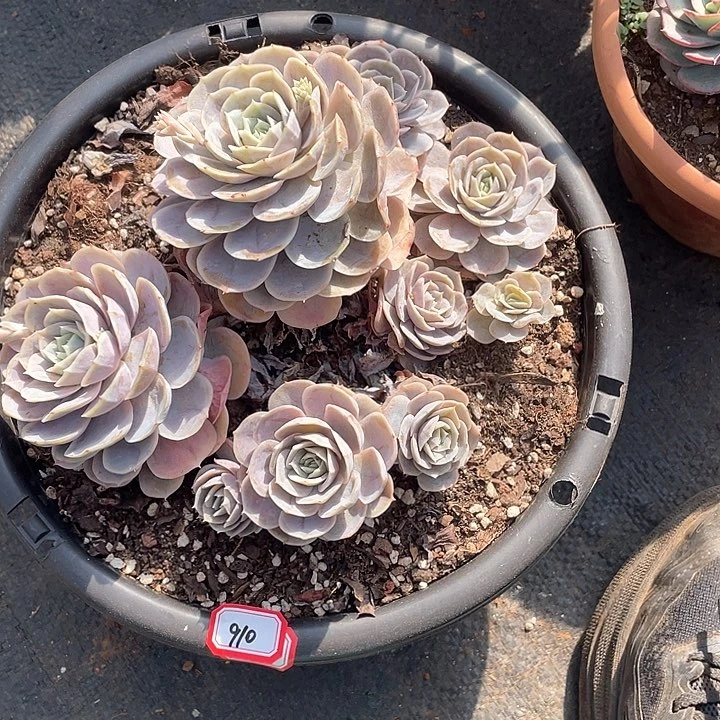 910蓝色惊喜 一物一拍多肉