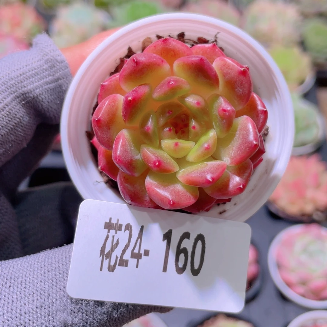 花利美24-160灵翠