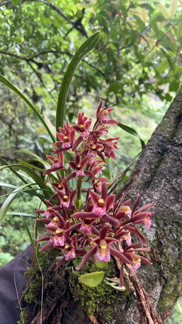云南边境山货绿植盆栽