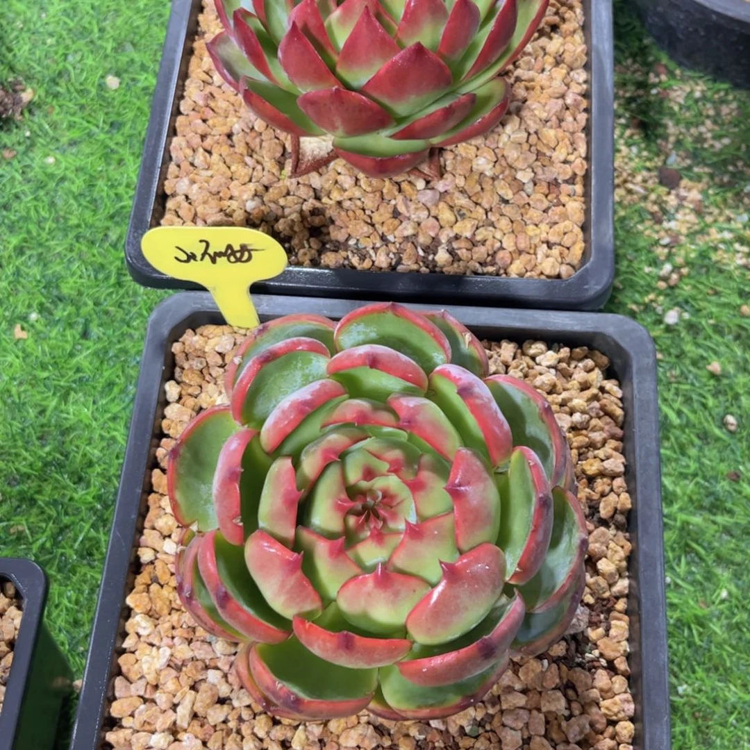 *****惊鸿仙子一物一拍