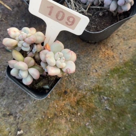 ༃***✰109比尔盖茨多肉植物多