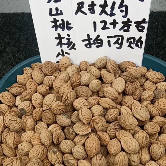 梅****桃核吊坠2斤约12+左右的山桃核小核