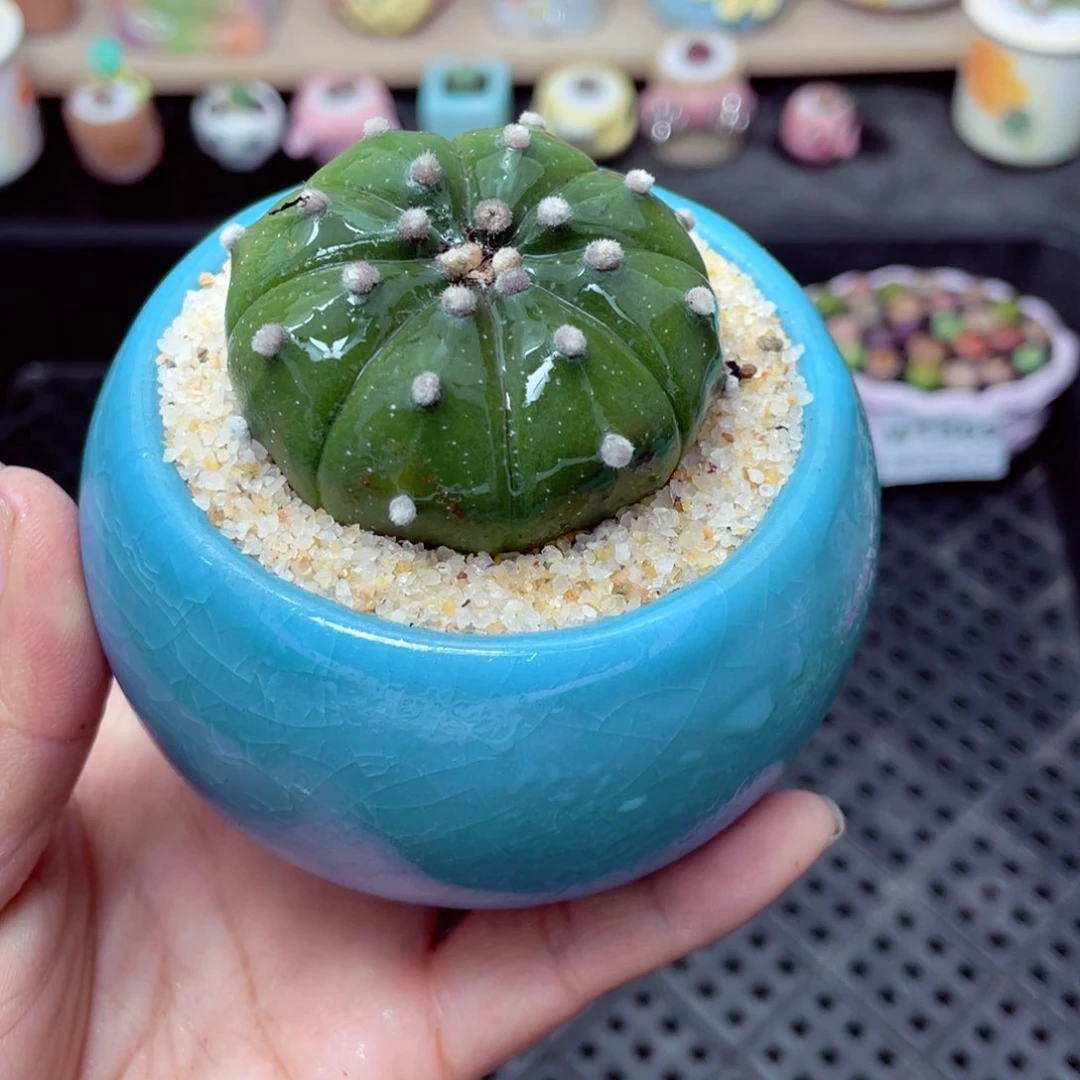 w1370 带盆土发货-零下地区拍保温箱